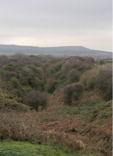 Fox Covert