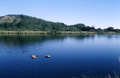 MargrovePonds3
