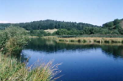 MargrovePonds4