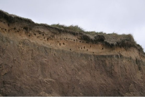 Sand Martin